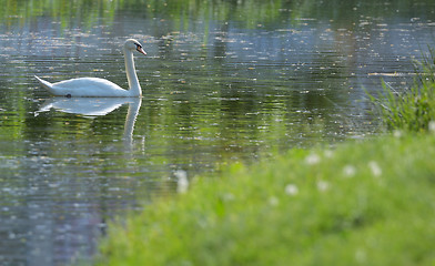 Image showing white swans on the lake 