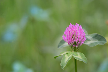 Image showing Red Clover - Trifolium Pratense on field