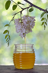 Image showing Jar of honey with flowers of acacia 