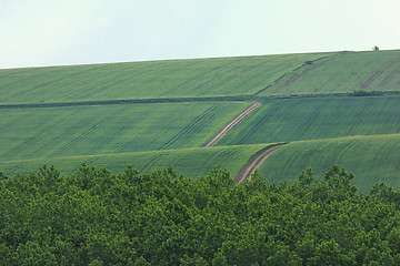 Image showing Field of spring grass 