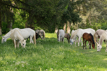 Image showing Herd of horses on the field