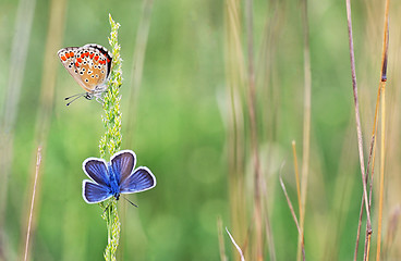 Image showing Polyommatus bellargus, Adonis Blue butterfly 