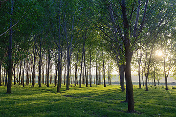 Image showing Sun beams pour through trees 