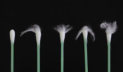 Image showing Green cotton swabs - Hairdresser Client\'s Hair