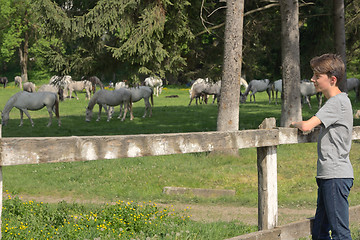 Image showing Teenage boy watching at horses