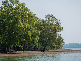 Image showing Mangrove forest at Kadan Kyun, Myanmar