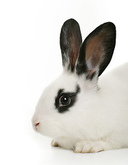 Image showing cute bunny