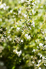 Image showing Flowering thyme