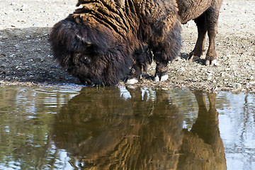 Image showing American bison