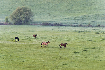 Image showing Horses on pasture