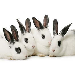 Image showing four rabbits