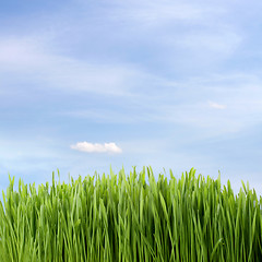 Image showing green fresh grass