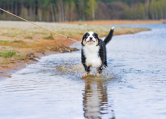 Image showing Australian shepherd puppy