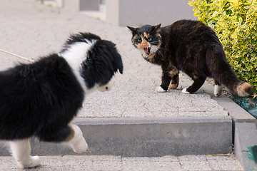 Image showing Dog and cat