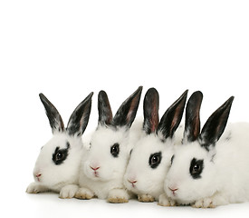 Image showing four cute bunnies