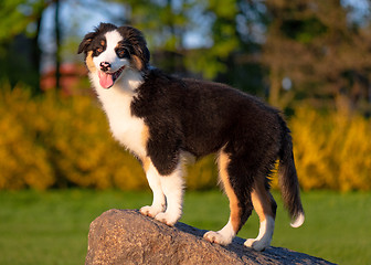 Image showing Australian shepherd puppy