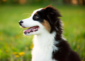 Image showing Australian shepherd puppy