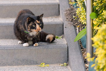 Image showing Adult cat outdoors