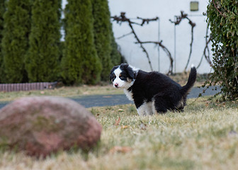 Image showing Australian shepherd puppy