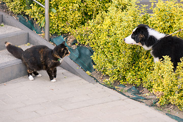 Image showing Dog and cat