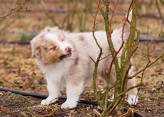 Image showing Australian shepherd puppy