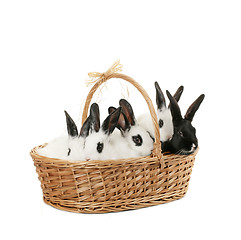 Image showing cute bunnies