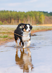 Image showing Australian shepherd puppy