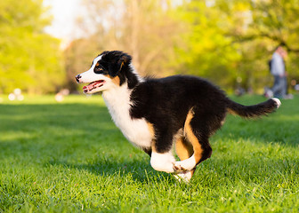 Image showing Australian shepherd puppy