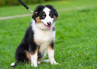 Image showing Australian shepherd puppy