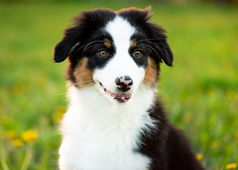 Image showing Australian shepherd puppy