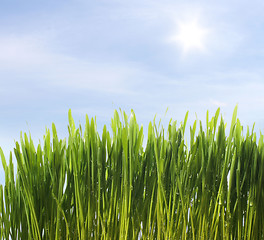 Image showing green fresh grass