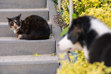 Image showing Dog and cat