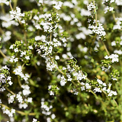 Image showing Flowering thyme