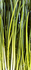 Image showing Closeup of chives