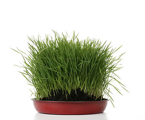 Image showing green fresh grass