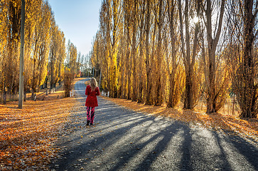 Image showing Poplars along rural country road