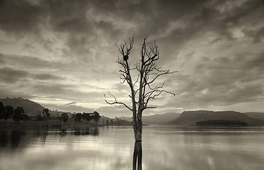 Image showing Large leafless tree in lake with birds nest