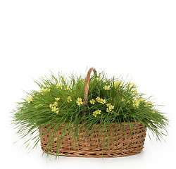 Image showing grass and flowers