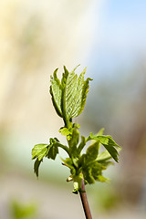 Image showing bush leaves, spring