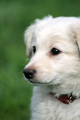 Image showing white puppy