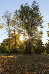 Image showing yellowed maple trees in autumn