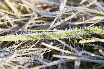 Image showing green grass in the frostX