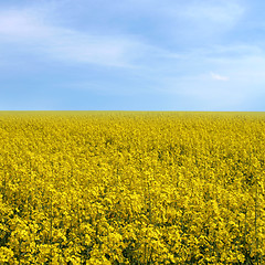 Image showing rape field