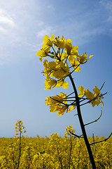 Image showing rape flowers