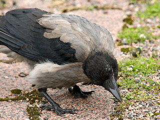 Image showing hooded crow