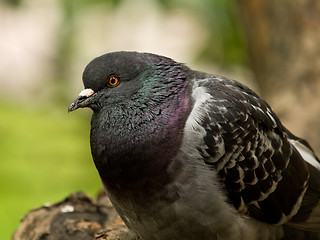 Image showing pigeon