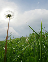 Image showing dandelion