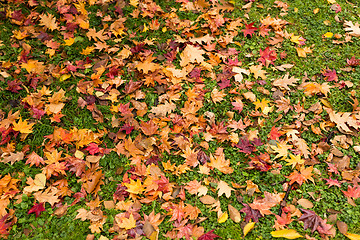 Image showing Maple leave on ground