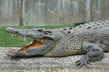 Image showing Crocodile with open mouth