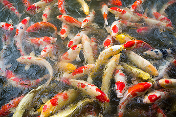 Image showing Colorful carp fish